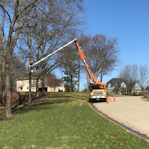 Arrow Tree Experts & Stump Removal