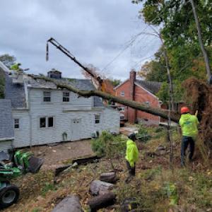 Trout Brook Arborists - Landscaping & Tree Services