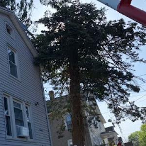 Emmanuel Adonai Lawn Care & Tree Services