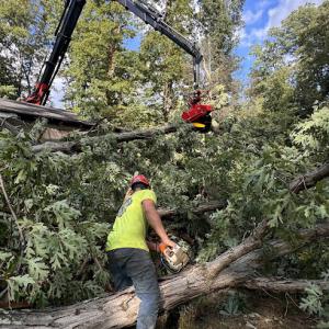 Patriot Tree Service