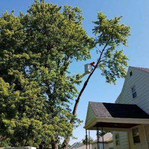 Branch Managers Tree Care