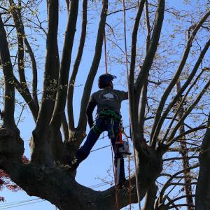 Davis Tree Service