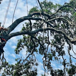 We Love Trees Tree Service