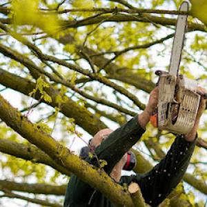 KD Tree Service Buffalo NY