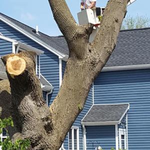 Tree Works Of WNY