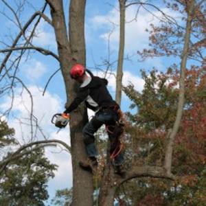 Orchard Park Tree Service