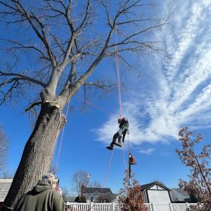 Allen's Tree Service