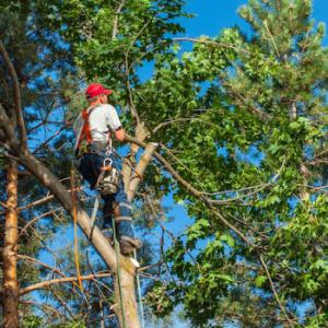 Burlington Tree Care & Removal Service