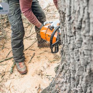 Minnesotas All Year Tree Care