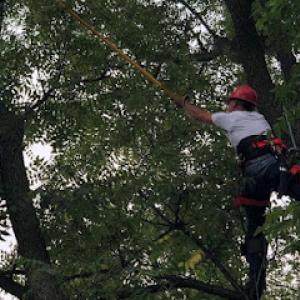 Michigander Tree & Outdoor Services