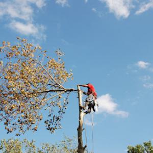 Takoma Tree Experts