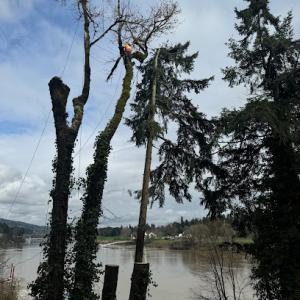 Gerardo's Tree Services