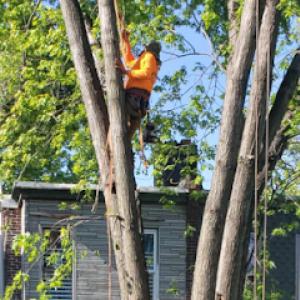 Leopard tree services