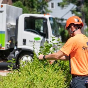 SavATree - Tree Care Service