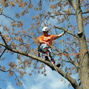 Sunnyvale Tree Service