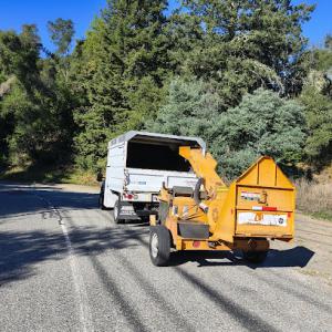 Silver Maple tree service