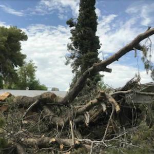 Corona Tree Service of Sunnyvale