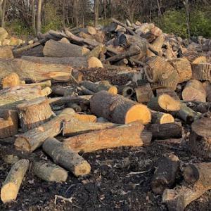 Milpitas Tree Service