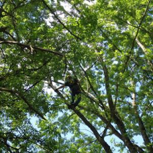 Fairweather Tree Experts