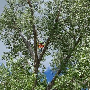 Valley Tree Care