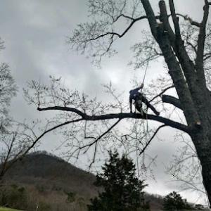 Patriot Tree Service