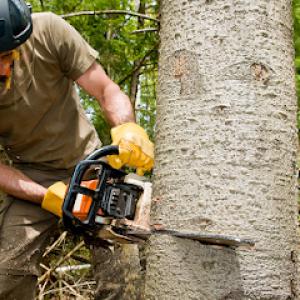 Stewart's Tree Service