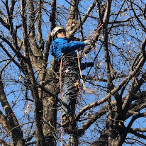 Nova Arborist