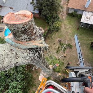 Evergreen Tree Service