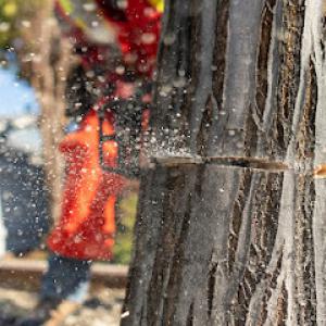 Top Notch Tree Service