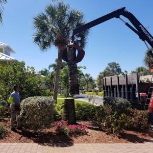 Valor Tree Specialists