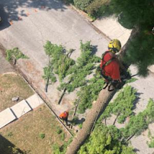 Nova Tree Care
