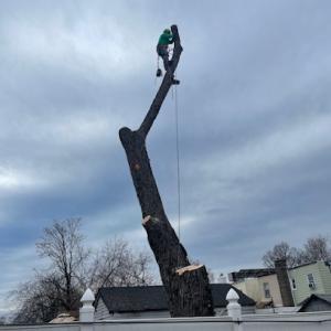 Always Green Landscaping & Service