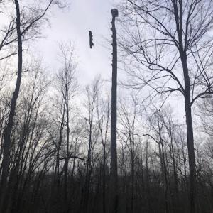 Anthony Landscaping & Tree service, Tree service in Bedford Hills Ny, Landscaping services in Bedford Hills Ny