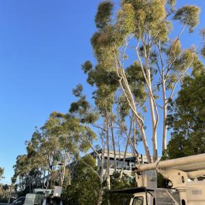 Timberland Tree Service