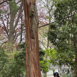 Mountain Tree Service