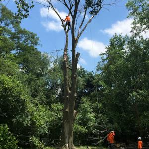 Adolfo Tree Services