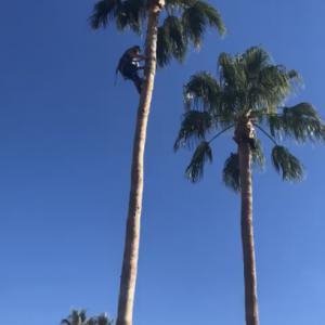 bennett tree service