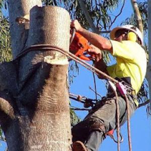 Randy Flodeen Four Seasons Tree Service