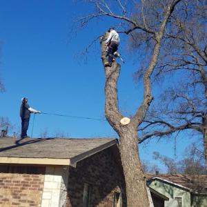 Solis Tree Service