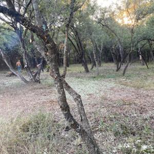 Big Dog Tree Service