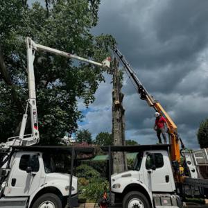 Cedar Rapids Tree Service