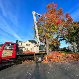 Armando’s Tree Service