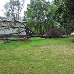 Pasadena Tree Service