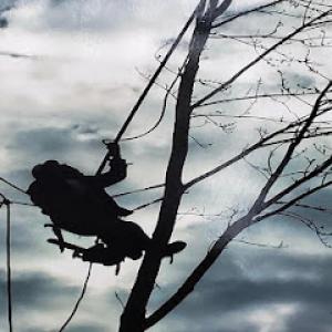 Central MN Tree Service