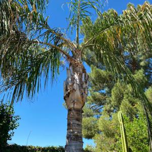 Valley Tree Masters Tree Trimming Service, Tree Removal & Tree Feeding