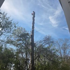 NextStep El Monte Tree Services