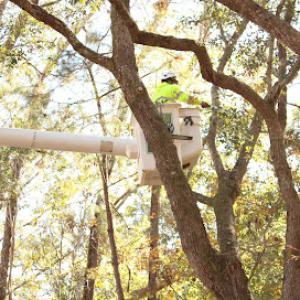 New Leaf Tree Service