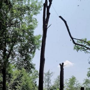 Wilson's Tree Service