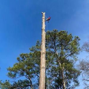 J Solis Tree Services