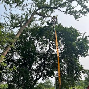 TJM Tree Service & Landscape Design